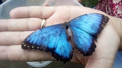 Morpho helenor narcissus