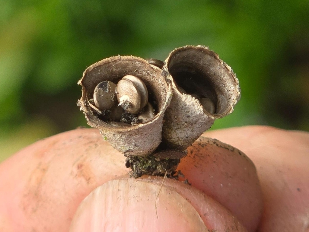 Crucibulum simile · April 2025 · photo: © alice_shanks (iNaturalist, cc-by)