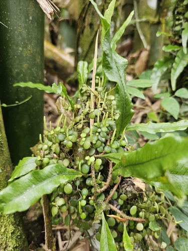 Image of Peperomia rotundifolia by (c) ritirene, some rights reserved (CC BY)