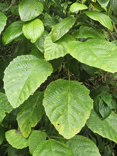 Image of Urera baccifera by (c) ritirene, some rights reserved (CC BY)