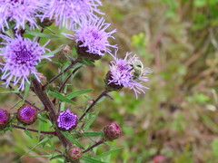 Liatris novae-angliae