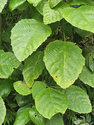 Image of Urera baccifera by (c) ritirene, some rights reserved (CC BY)
