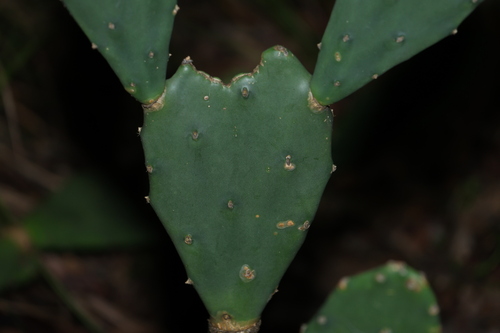 Opuntia stricta