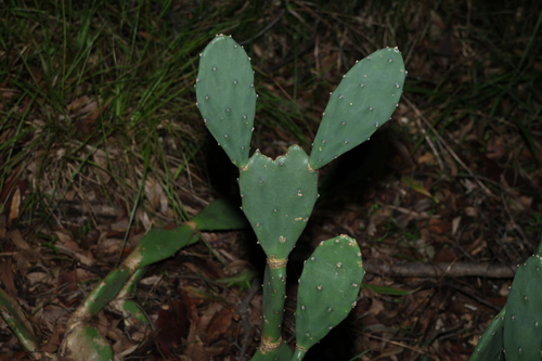 Opuntia stricta