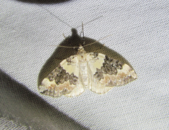 Dysstroma brunneata