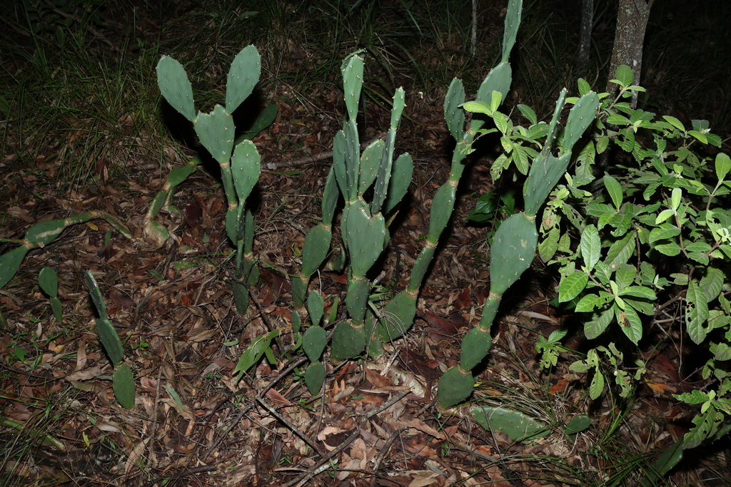 Opuntia stricta, Boyland QLD 4275, Australia