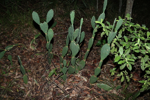 Opuntia stricta