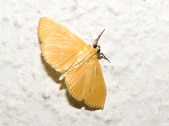 Phaedropsis