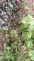 Lopezia racemosa