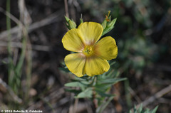 Linum rigidum