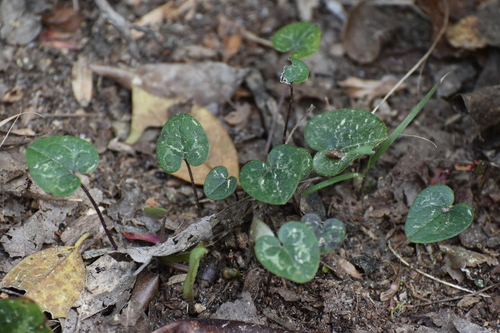 Image of Asarum sorriei by (c) Ryan Watson, some rights reserved (CC BY)