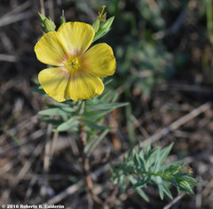Linum rigidum
