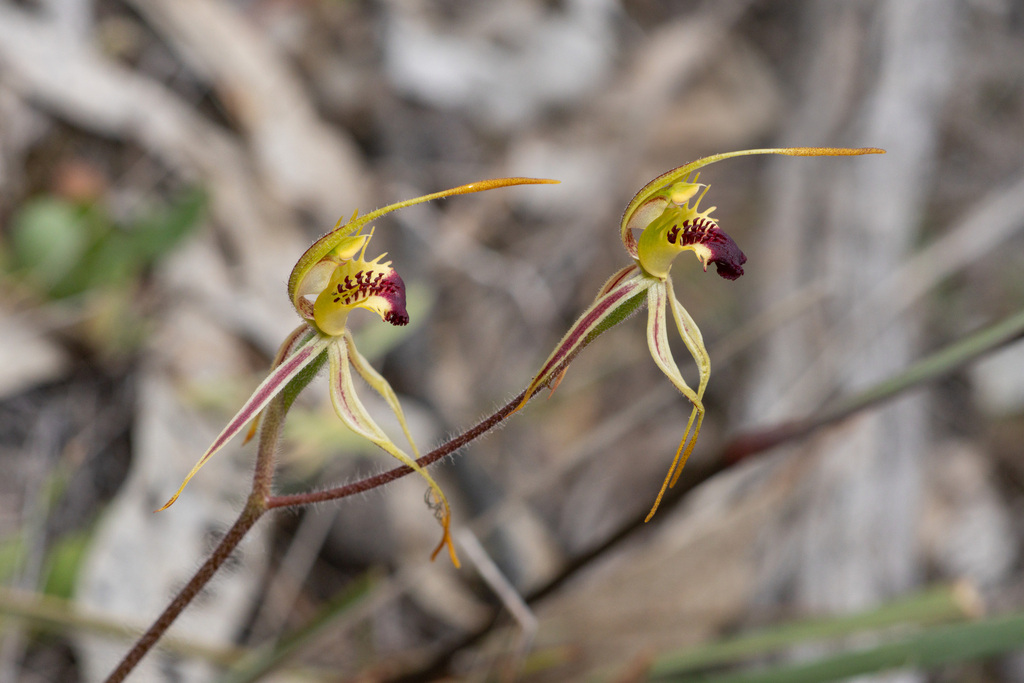Caladenia villosissima