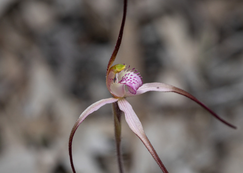candy spider-orchid (Caladenia versicolor)
