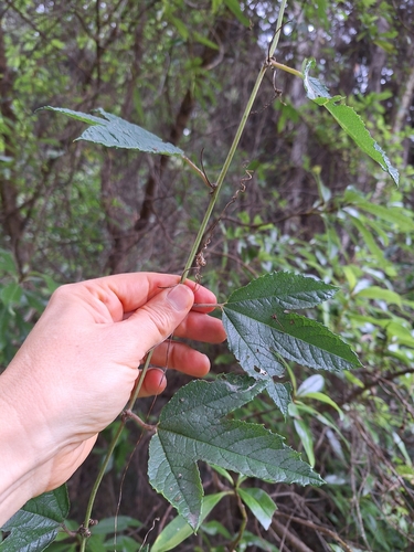Image of Passiflora pinnatistipula by (c) Heidi Meudt, some rights reserved (CC BY)