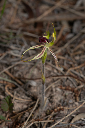 Hairy spider orchid (Caladenia villosissima)