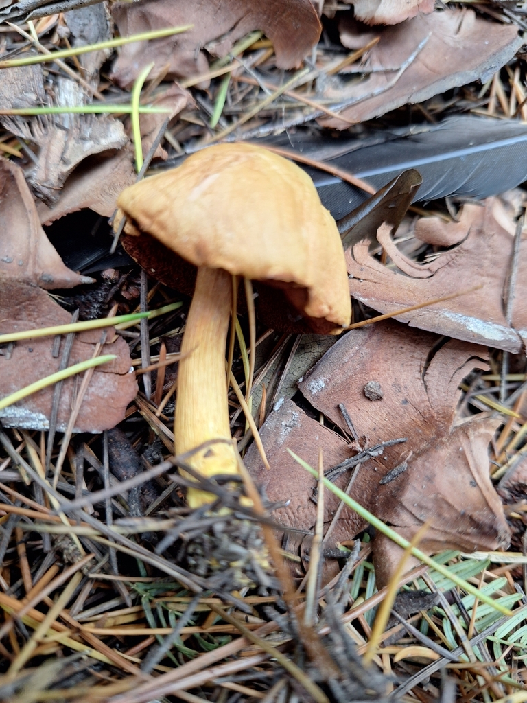 Chalciporus piperatus · April 2025 · photo: © heidimeudt (iNaturalist, cc-by)