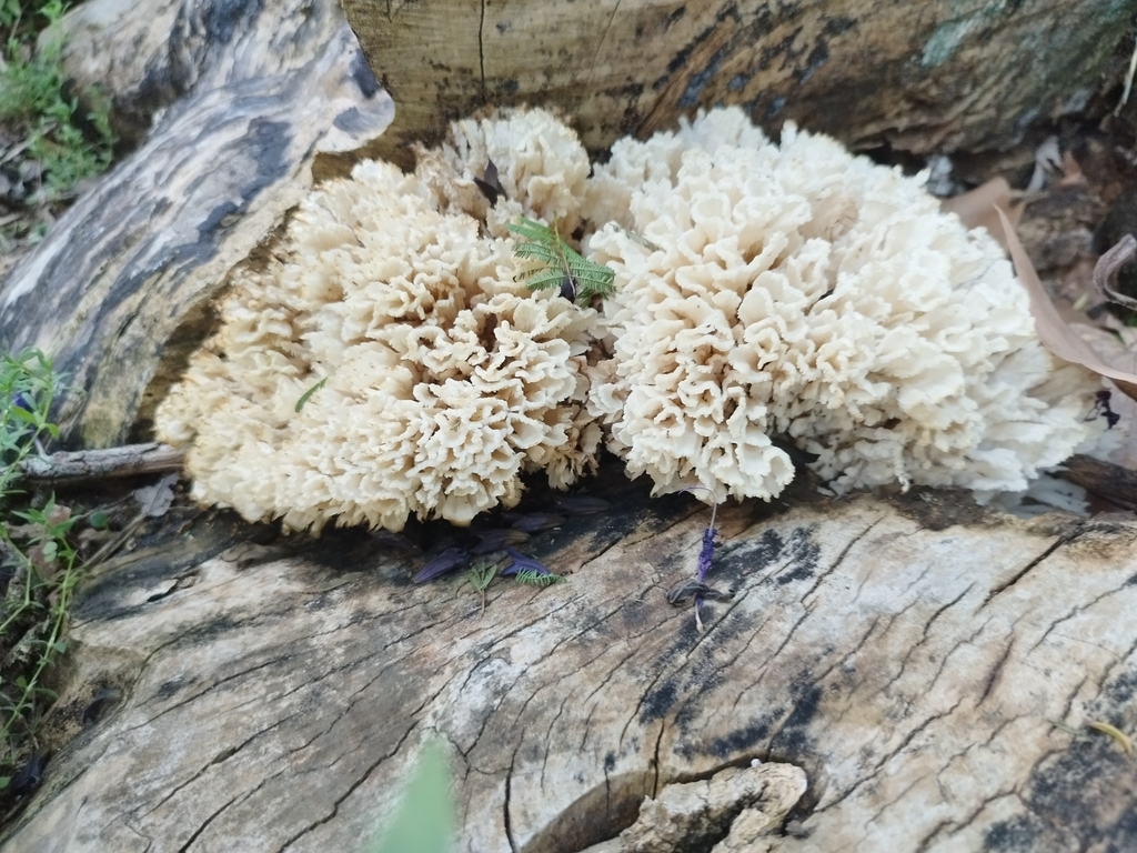 Irpex rosettiformis · March 2025 · photo: © seba_fornes (iNaturalist, cc-by)