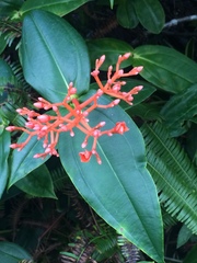 Medinilla scortechinii