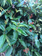 Medinilla scortechinii