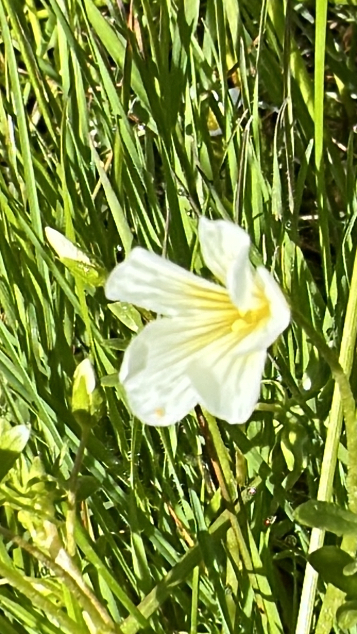 Imagem de Meadowfoam