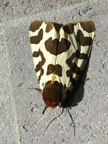 subspecies-arctia-caja-wiskotti-inaturalist-united-kingdom