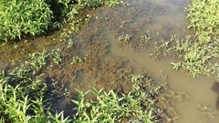 Channa argus