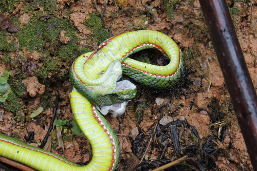 Sabah Bamboo Pitviper