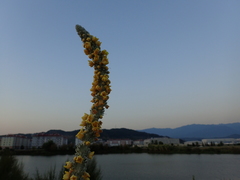 Verbascum gnaphalodes