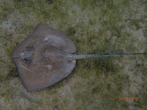 Southern Stingray, photo 2 of 10