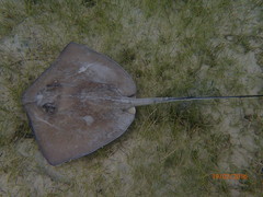 Southern Stingray photo 2