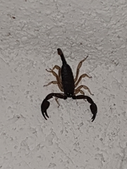 Euscorpius flavicaudis