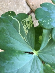 Phytomyza minuscula group