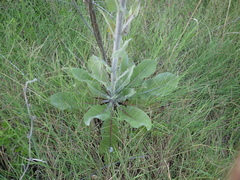 Verbascum gnaphalodes