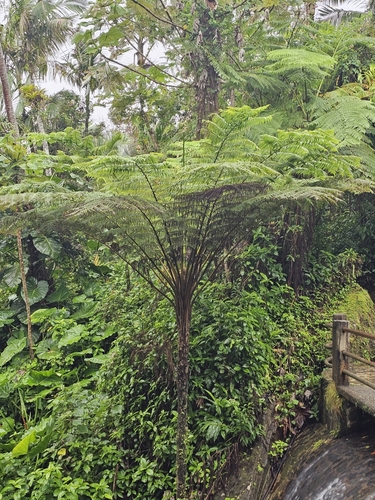 Image of Cyathea arborea by (c) ritirene, some rights reserved (CC BY)