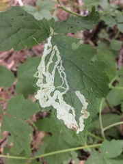 Phytomyza tiarellae
