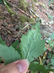 Phytomyza tiarellae