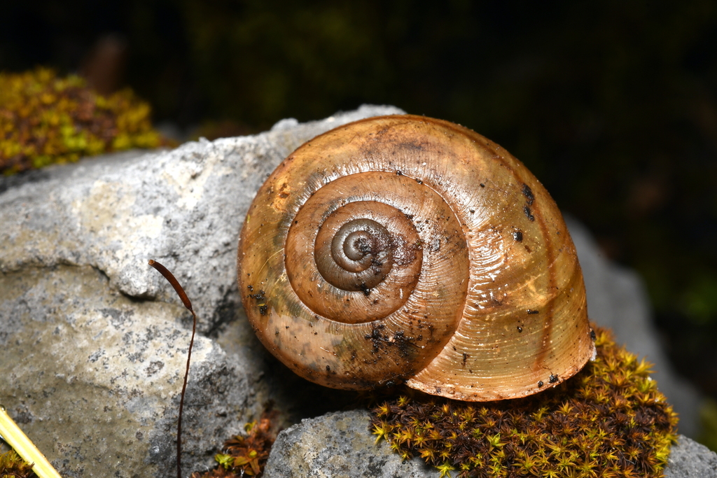 Oregon Shoulderband Snail in March 2025 by Collin Gross · iNaturalist