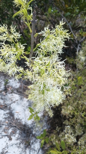 Pygmy fringetree (Chionanthus pygmaeus)
