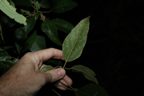 Image of Mallotus discolor by (c) Greg Tasney, some rights reserved (CC BY-SA)