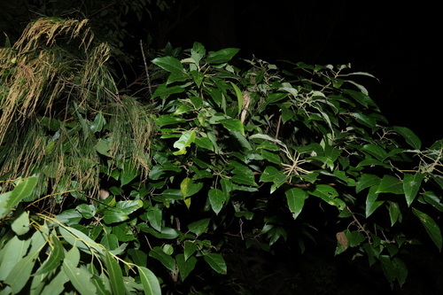 Image of Mallotus discolor by (c) Greg Tasney, some rights reserved (CC BY-SA)