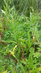Rumex transitorius