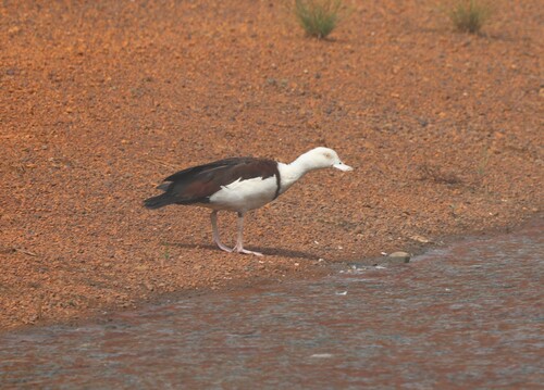 Radjah Shelduck