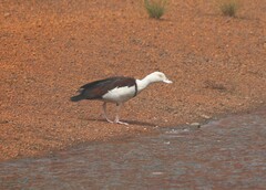 Radjah Shelduck