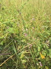 Desmodium obtusum