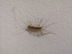 Scutigera coleoptrata