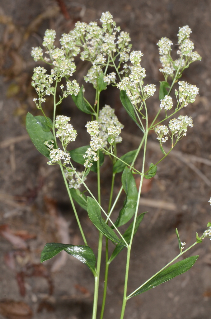 broadleaved pepperweed (Whitetop) (Plants of Rosewood Nature Study Area