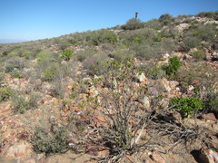 Pteronia fasciculata