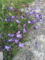 Campanula excisa