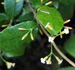 Alyxia stellata